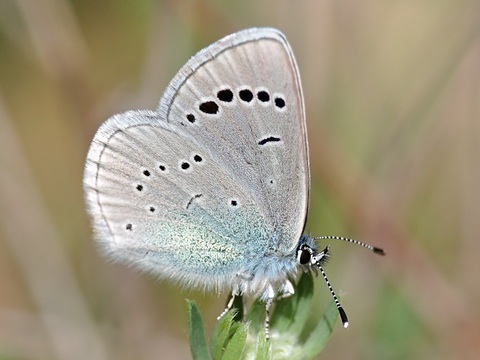 Manchas verdes (Glaucopsyche alexis)