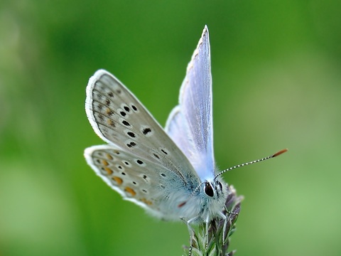 Common Blue (Polyommatus icarus)