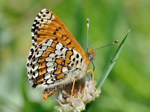 Randflecken-Scheckenfalter (Melitaea cinxia)