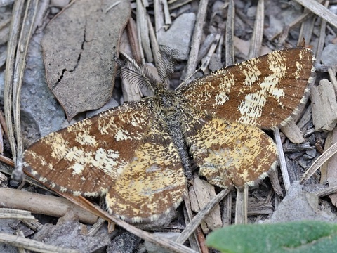 La Phalne picote (Ematurga atomaria)