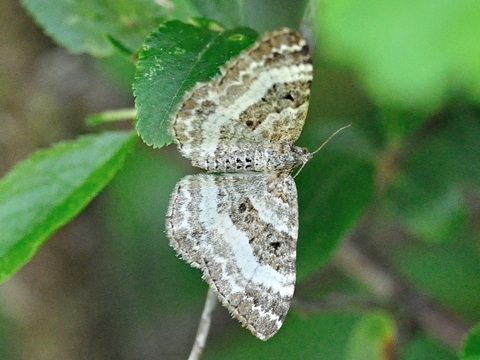 Bosbandspanner (Epirrhoe rivata)