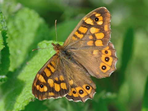 Speckled Wood (Pararge aegeria)