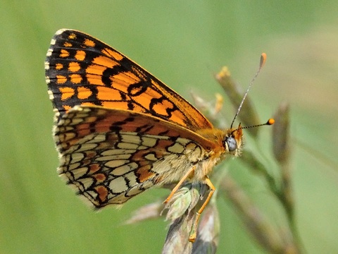 La Mlite des Linaires (Melitaea deione)