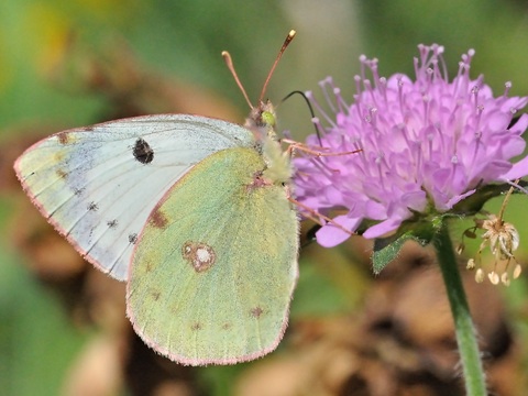 Colias de Berger (Colias alfacariensis)