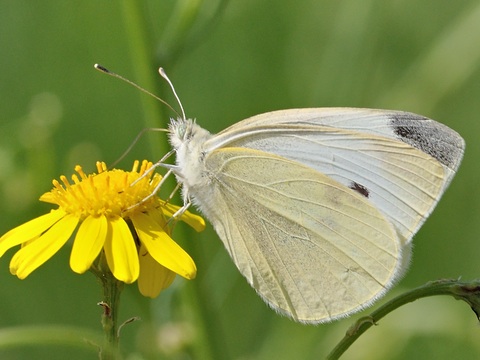 Blanquita de la col (Pieris rapae)