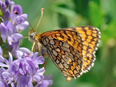 Meadow Fritillary (Melitaea parthenoides)