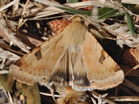 Schild-Sonneneule (Heliothis peltigera)