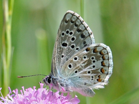 Le Petit Bleu nacr d'Espagne (Lysandra hispana)