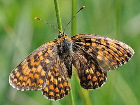 Knoopkruidparelmoervlinder (Melitaea phoebe)