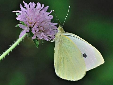 La Piride du Chou (Pieris brassicae)