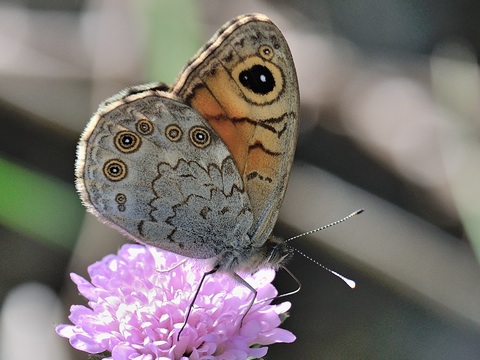 Braunauge (Lasiommata maera)