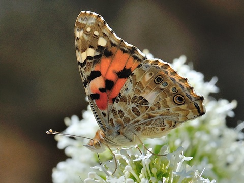 Cardera (Vanessa cardui)