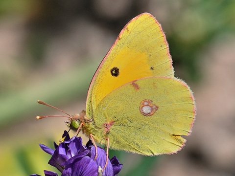 Clouded Yellow (Colias croceus)