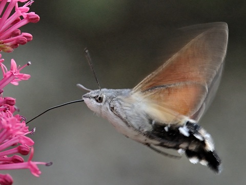 Le Moro-Sphinx (Macroglossum stellatarum)