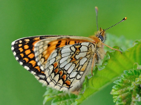 Wachtelweizen-Scheckenfalter (Melitaea athalia)