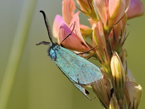 La Turquoise (de la Sarcille) (Adscita statices)