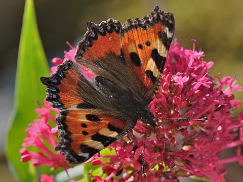 Small Tortoiseshell (Aglais urticae)