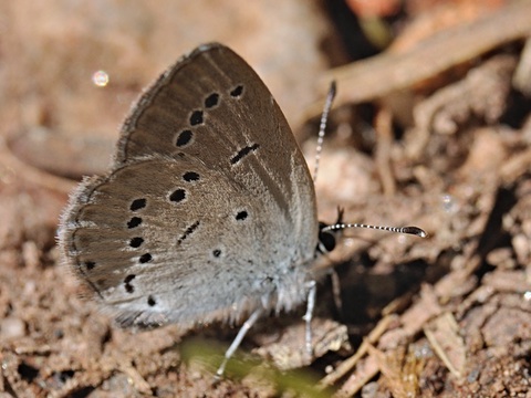 Zuidelijk staartblauwtje (Cupido alcetas)