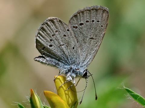 Duende oscuro (Cupido minimus)