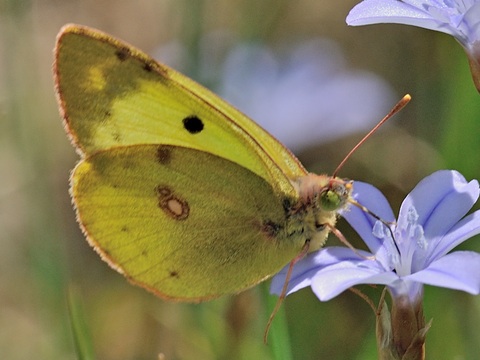 Pale Clouded Yellow (Colias hyale)