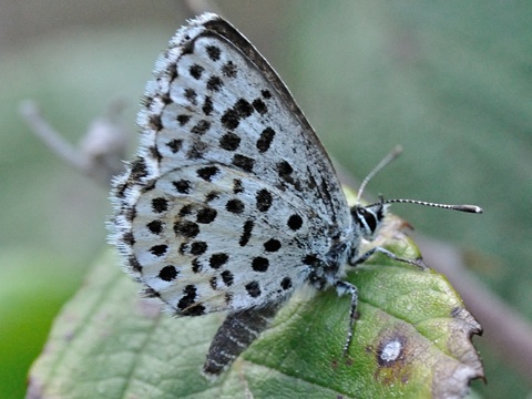 L'Azur des Orpins (Scolitantides orion)