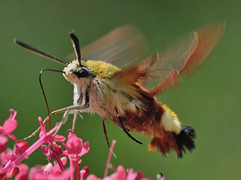 Le Sphinx gaz (Hemaris fuciformis)