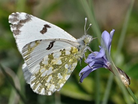 Marbrada comuna (Euchloe crameri)