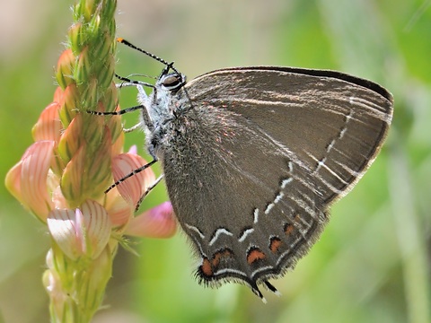 Ilex Hairstreak (Satyrium ilicis)