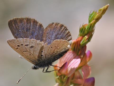 L'Azur de la Badasse (Glaucopsyche melanops)