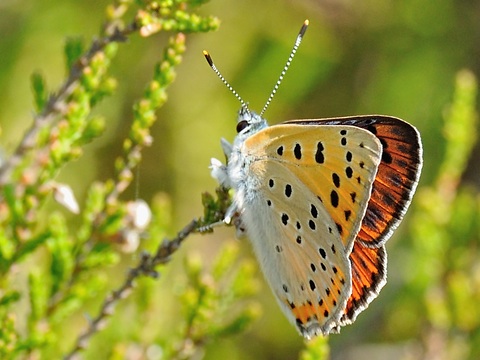 Le Cuivr mauvin (Lycaena alciphron)