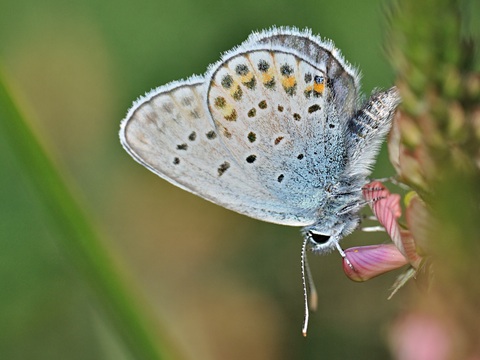 L'Azur de l'Ajonc (Plebejus argus)