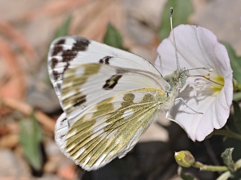 Le Marbr-de-vert (Pontia daplidice)