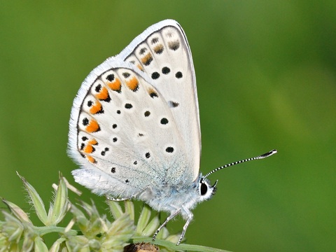 Blaveta de l'astrgal (Polyommatus escheri)