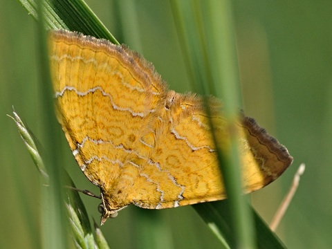 Gestreepte goudspanner (Camptogramma bilineata)