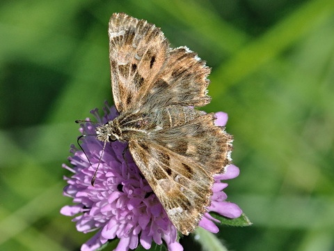 Kaasjeskruiddikkopje (Carcharodus alceae)