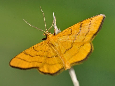 Golden-yellow Wave (Idaea aureolaria)