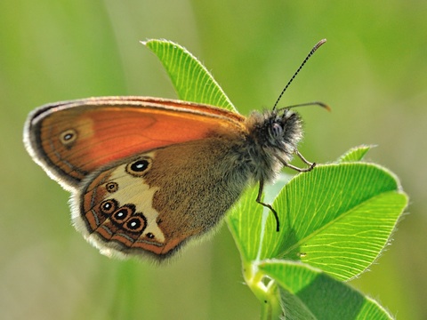 Le Cphale (Coenonympha arcania)