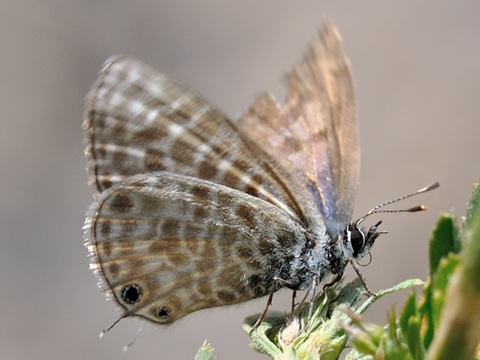 Gris estriada (Leptotes pirithous)