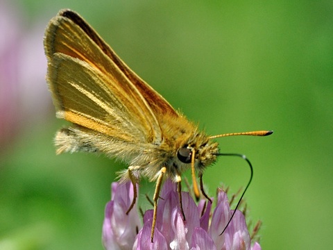 Dorada lnea corta (Thymelicus lineola)