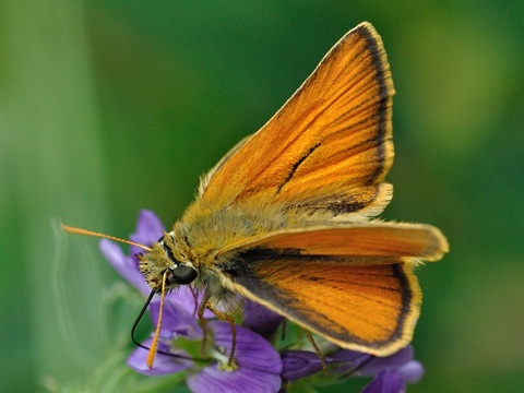 Braunkolbiger Braun-Dickkopffalter (Thymelicus sylvestris)