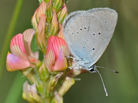 Cupido blau (Cupido osiris)