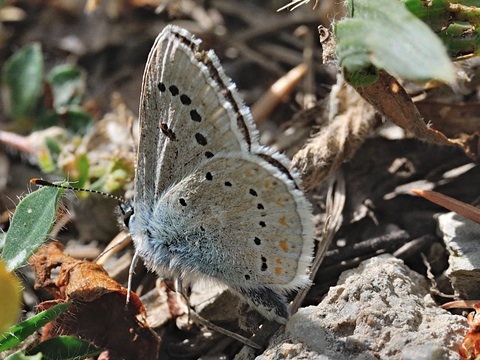 Turquoise Blue (Polyommatus dorylas)