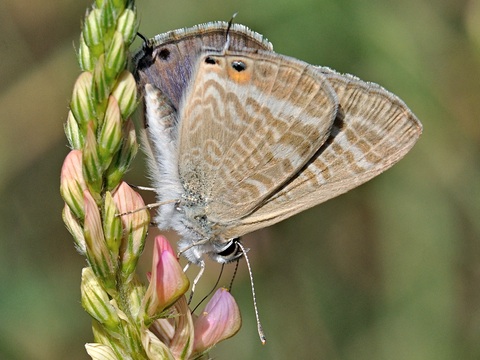 Groer Wanderbluling (Lampides boeticus)