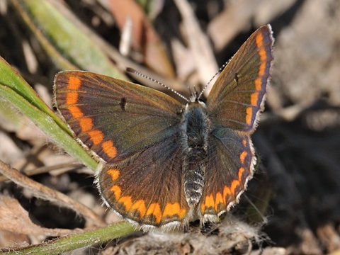 Moreneta septentrional (Aricia agestis)