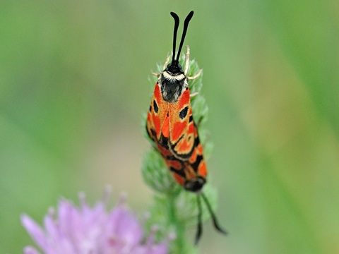 La Zygne de la Bugrane (Zygaena hilaris)