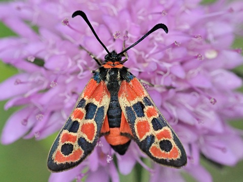 Zygaena fausta