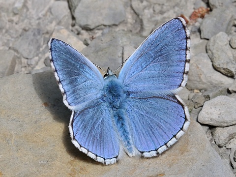 Nia celeste (Polyommatus bellargus)