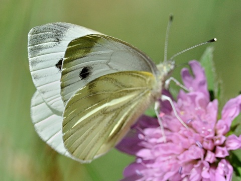 Blanca verdinerviada (Pieris napi)