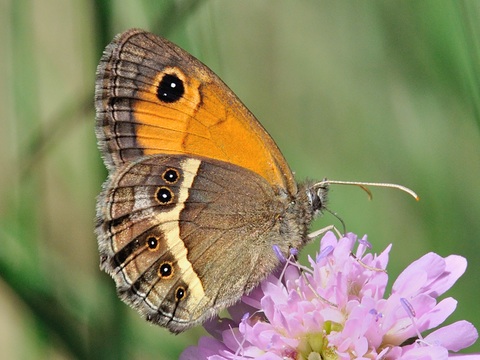 Spaans oranje zandoogje (Pyronia bathseba)