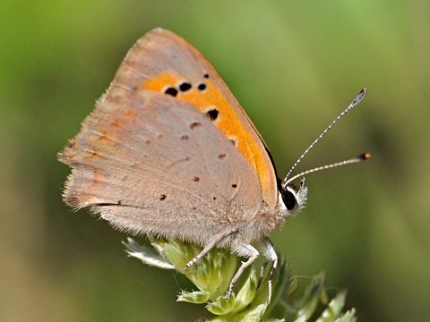 Small Copper (Lycaena phlaeas)